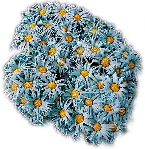 Blau Margeriten Deko Blumen - Tortendekoshop