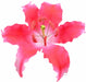 Feinzucker Blüte Lily dark pink spray - Tortendekoshop