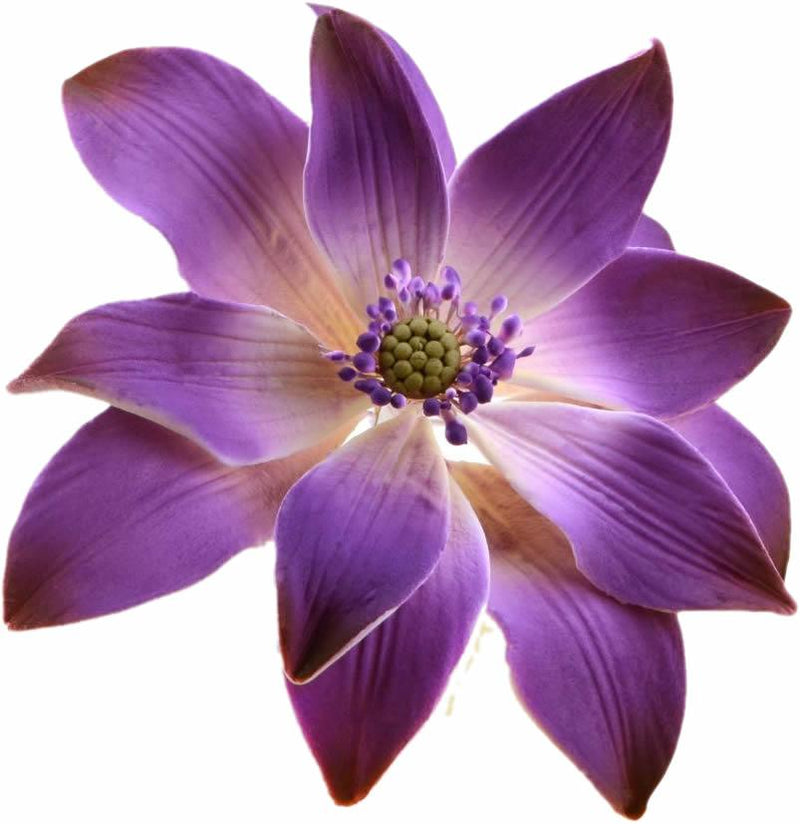Feinzucker Blüte Tropische Seerose - Tortendekoshop