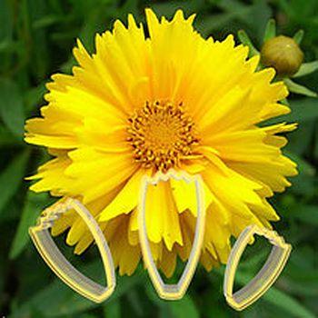 Mädchenaugen, Coreopsis Ausstecher Set - Tortendekoshop