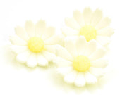 Margeriten Zucker, 6 Stück - Tortendekoshop