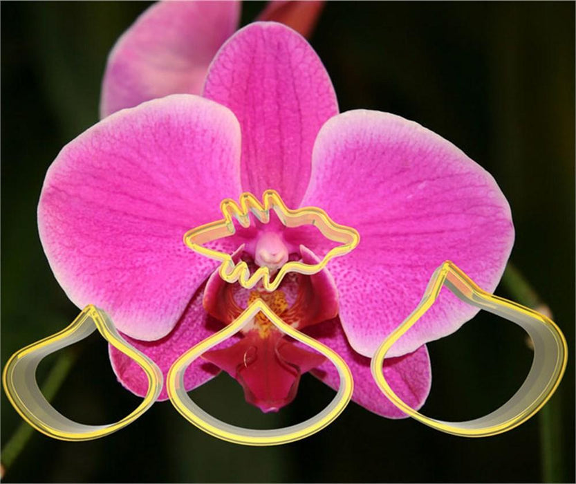 Orchidee Blumen Ausstecher Set - Tortendekoshop