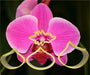 Orchidee Blumen Ausstecher Set - Tortendekoshop