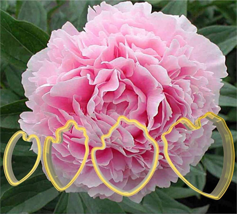 Pfingstrose Blumen Ausstecher Set - Tortendekoshop